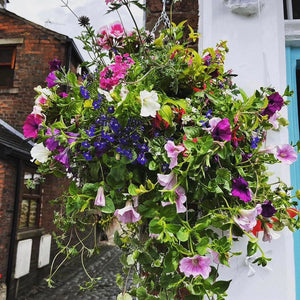 HANGING BASKETS PRE-ORDER LOCAL COLLECTION ONLY