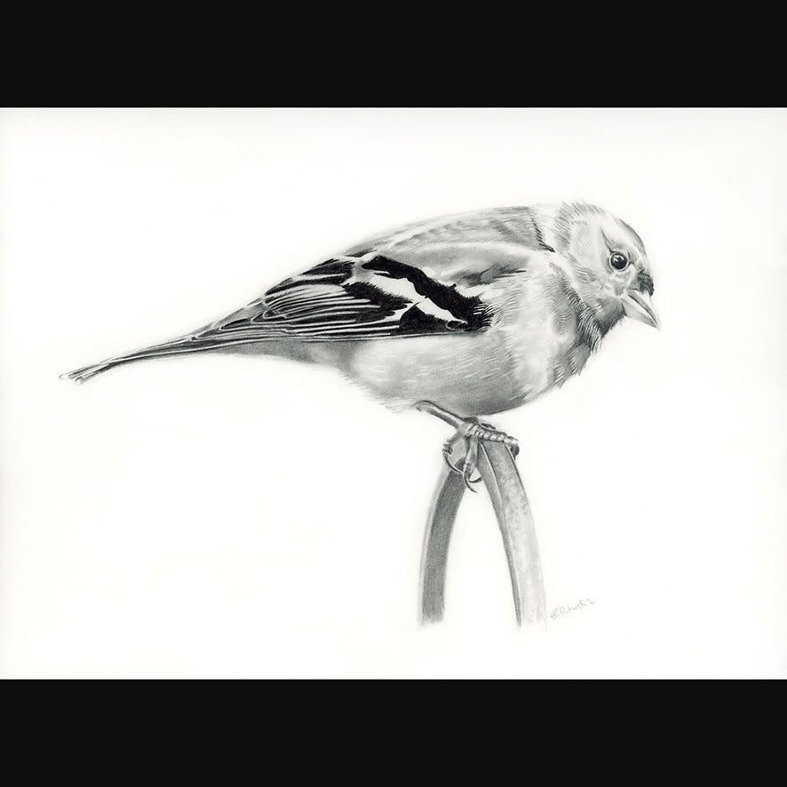 LIMITED EDITION PRINT OF CHAFFINCH - (20)