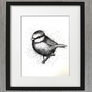 BLUE TIT -  PEN & INK - LIMITED EDITION PRINT